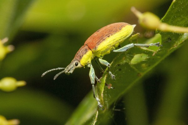 Chlorophanus flavescens (Fabricius, 1787)