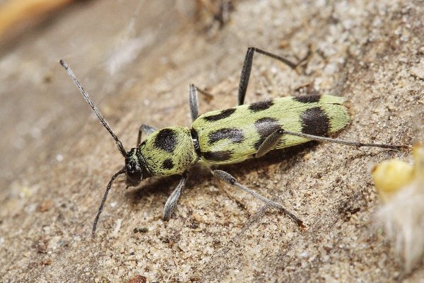 Chlorophorus herbstii (Brahm, 1790).