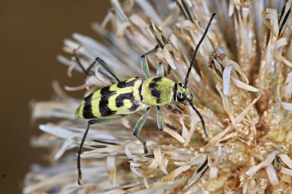 Chlorophorus varius (Müller, 1766).