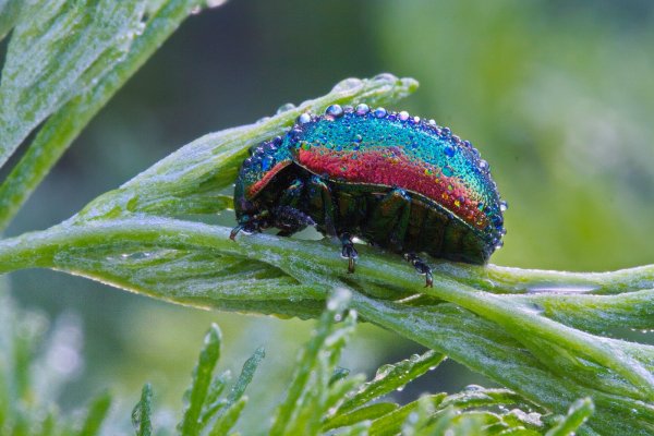 Chrysolina graminis (Linnaeus, 1758).