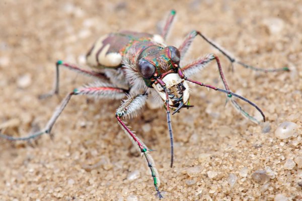 Скакун Сахльберга (Cicindela (Cicindela) sahlbergii Fischer von Waldheim, 1824)