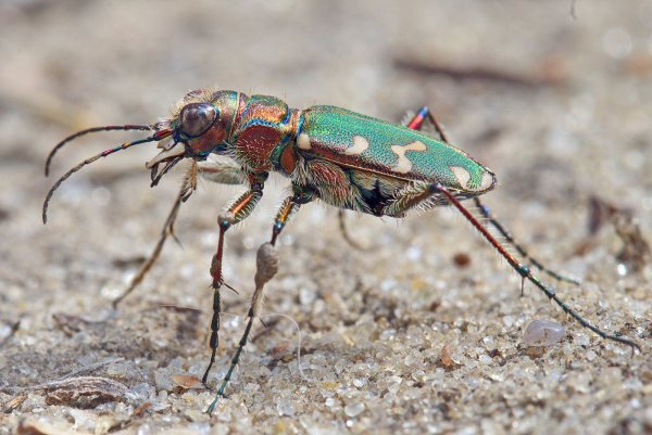 Скакун Cicindela (Cicindela) soluta Dejean, 1822