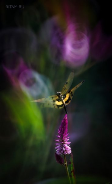 Полет в многоцветье