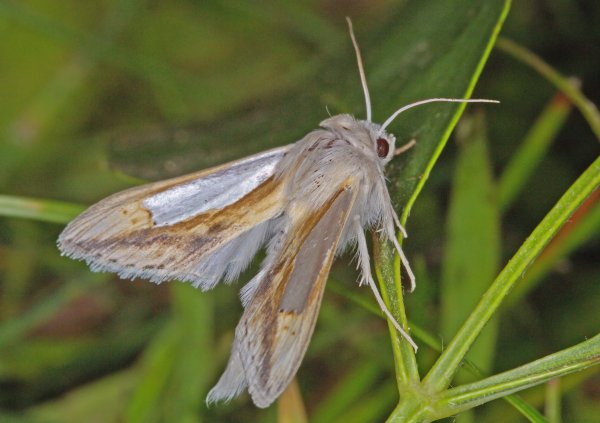 Совка Cucullia argentina (Fabricius, 1787).
