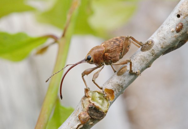 Curculio glandium Marsham, 1802.