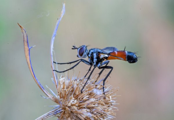 Cylindromyia brassicaria (Fabricius, 1775)