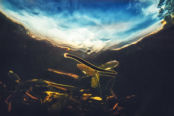 Медицинская пиявка