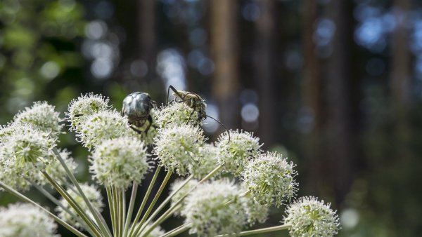 На лугу пасутся жу...