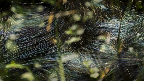 Фантазии паука-архитектора