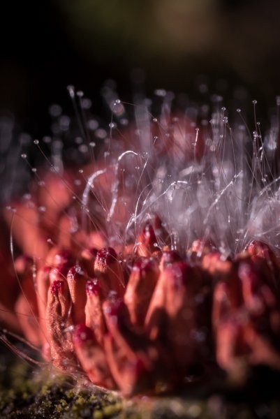 Структура на структуре