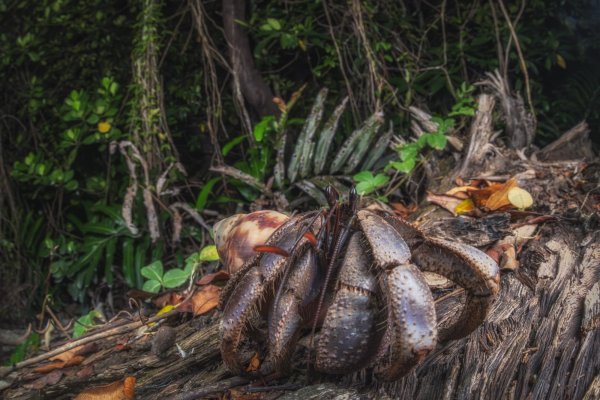 Coenobita violascens