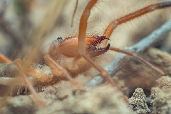 Сольпуга Galeodes