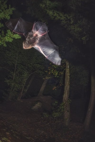 Водяная ночница