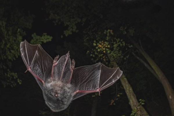 Водяная ночница