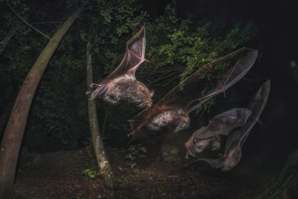 Водяная ночница