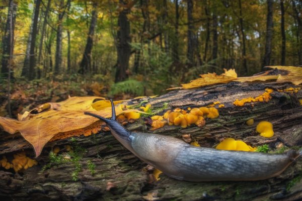 Глядя в осень