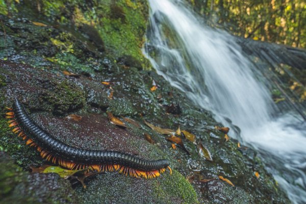 Alienostreptus bicoloripes