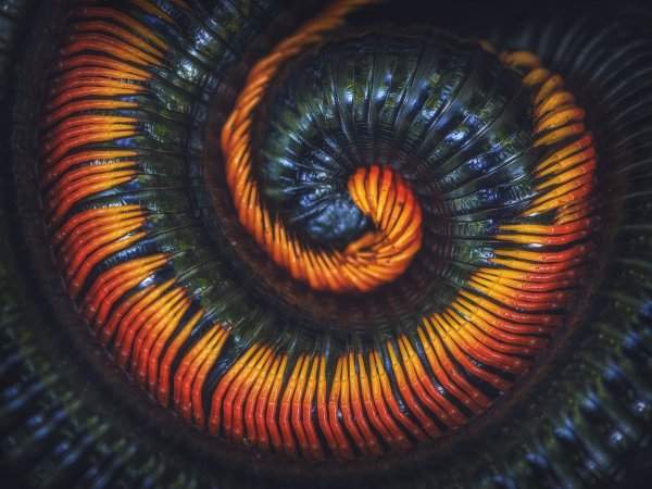 Многоногие объятия