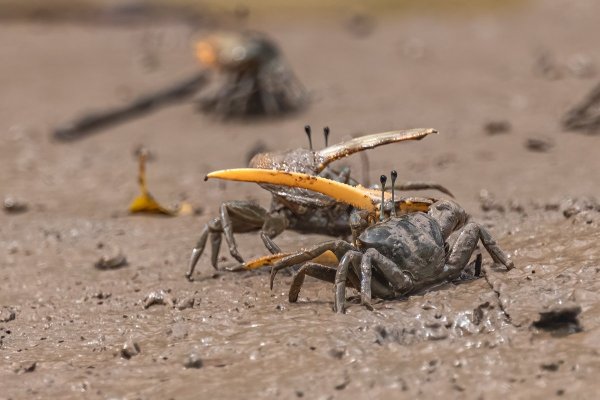 Tubuca paradussumieri