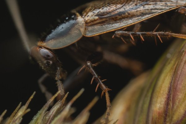 Лапландский Таракан