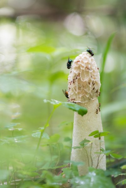 Plants and mushrooms