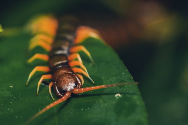 Scolopendra subspinipes