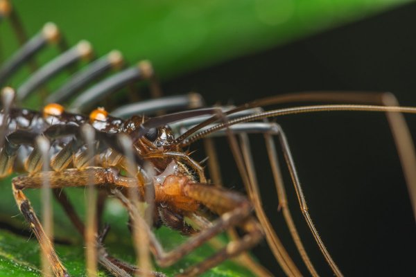 Thereuopoda clunifera