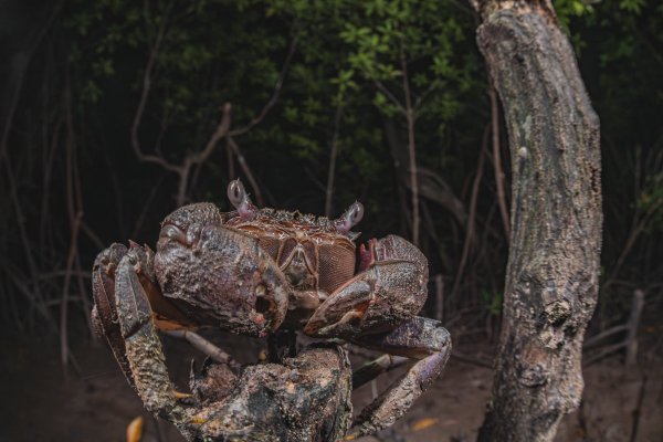 Metopograpsus latifrons