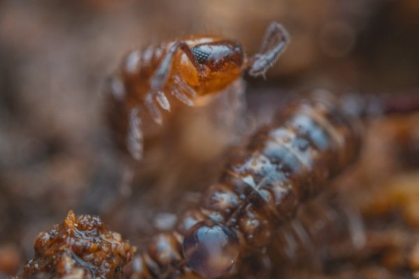 Craspedosoma rawlinsii