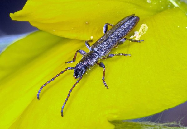 Deilus fugax (Olivier, 1790).