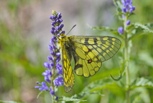 Driopa eversmanni Ménétriés, 1850