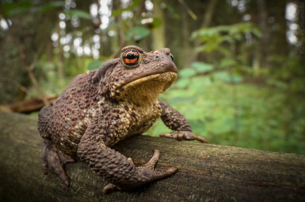 Лесной житель