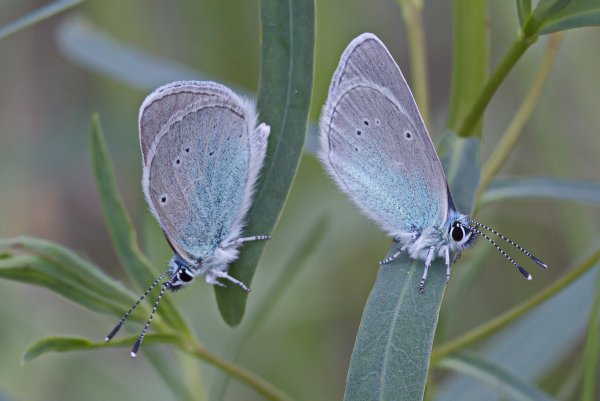 Голубянки Glaucopsyche alexis (Poda, 1761).