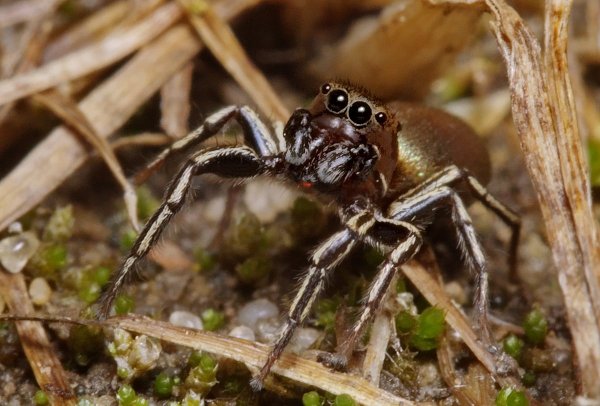Heliophanus patagiatus