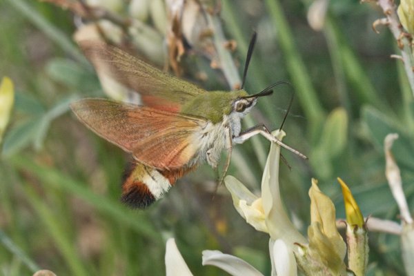 Кроатский бражник Hemaris croatica (Esper, 1800).