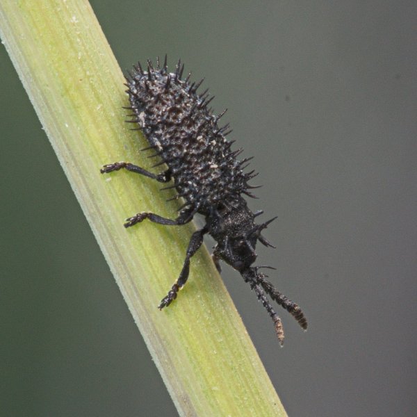 Листоед Шипоноска черная - Hispa atra Linnaeus, 1767.