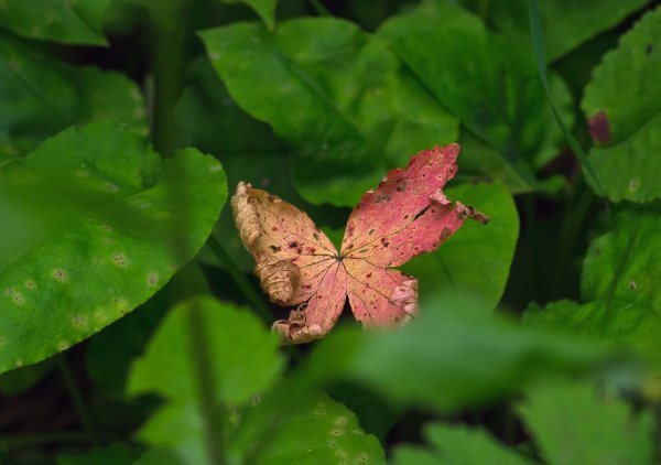 Маскировка под бабочку))