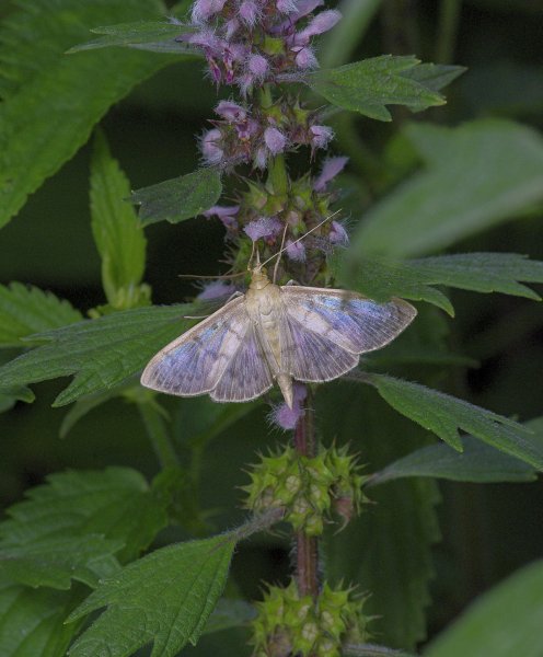 Огнёвка крапивная  Pleuroptya ruralis (Scopoli, 1763)
