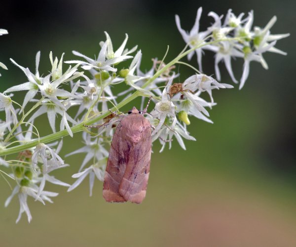 Совка бахромчатая  (Noctua fimbriata)
