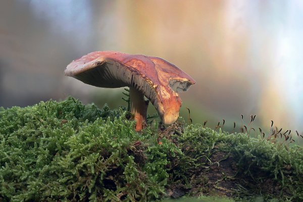 IMG_0022 Паутинник рыже-оливковый cortinarius