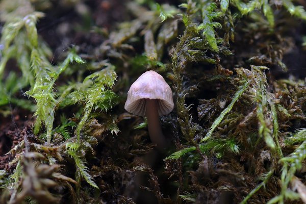 IMG_0101 Мицена обыкновенная (Mycena vulgaris)