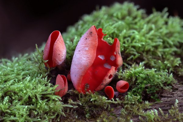 IMG_0121Саркосцифа австрийская