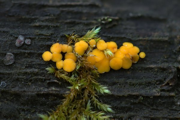 Plants and mushrooms