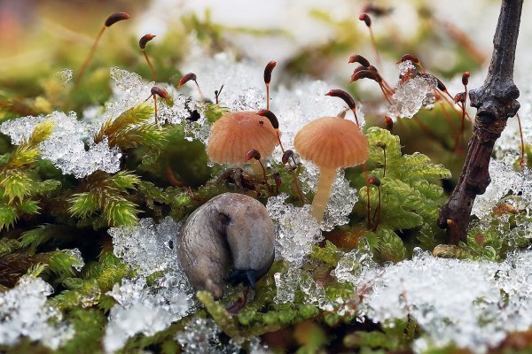 IMG_0484 Слизняк и кукушкин лен