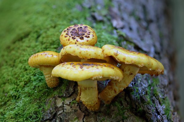 IMG_0717 Чешуйчатка золотистая pholiota aurivella