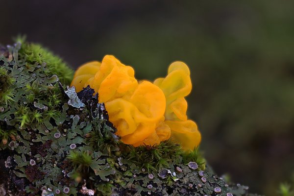 IMG_0744 Дрожалка оранжевая