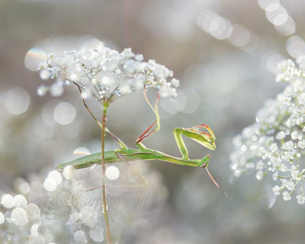 Зимняя сказка