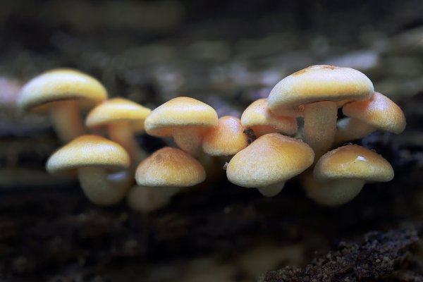 IMG_1474 ложноопёнок серно-жёлтый (hypholoma fasciculare)