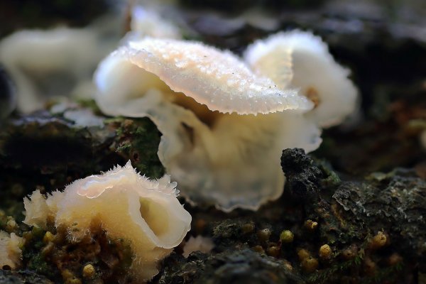 IMG_1600 Ложноежовик студенистый