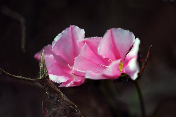 IMG_1666 вьюнок полевой convolvulus cantabrica